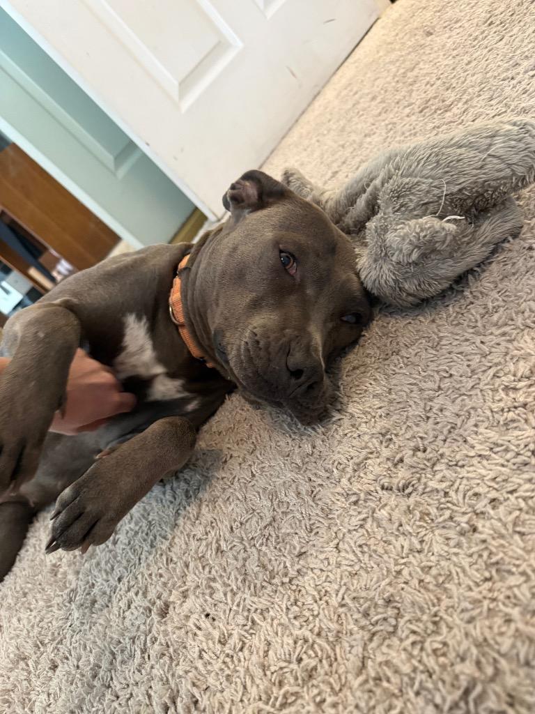 Enlarge Adora, a Adoptable Pit Bull Terrier in Austin, TX image 3/5