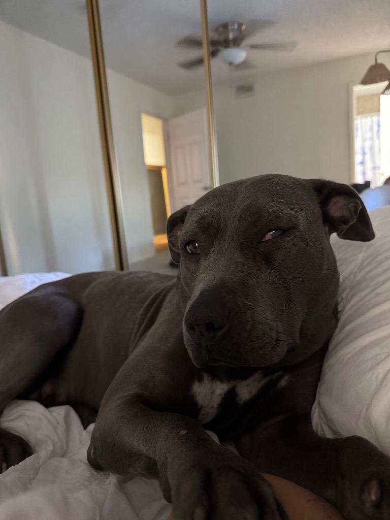 Enlarge Adora, a Adoptable Pit Bull Terrier in Austin, TX image 5/5