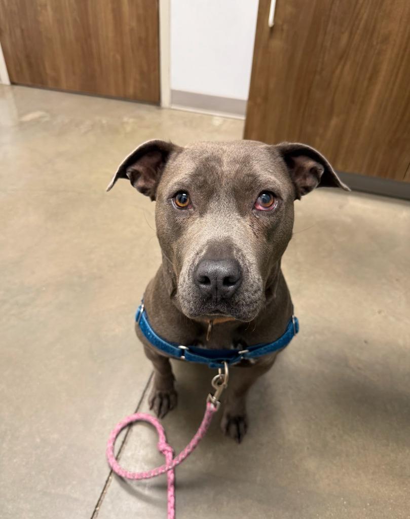 Enlarge Adora, a Adoptable Pit Bull Terrier in Austin, TX image 5/6