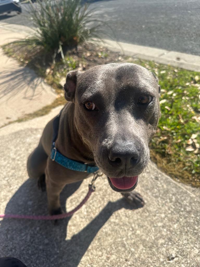 Enlarge Adora, a Adoptable Pit Bull Terrier in Austin, TX image 6/6