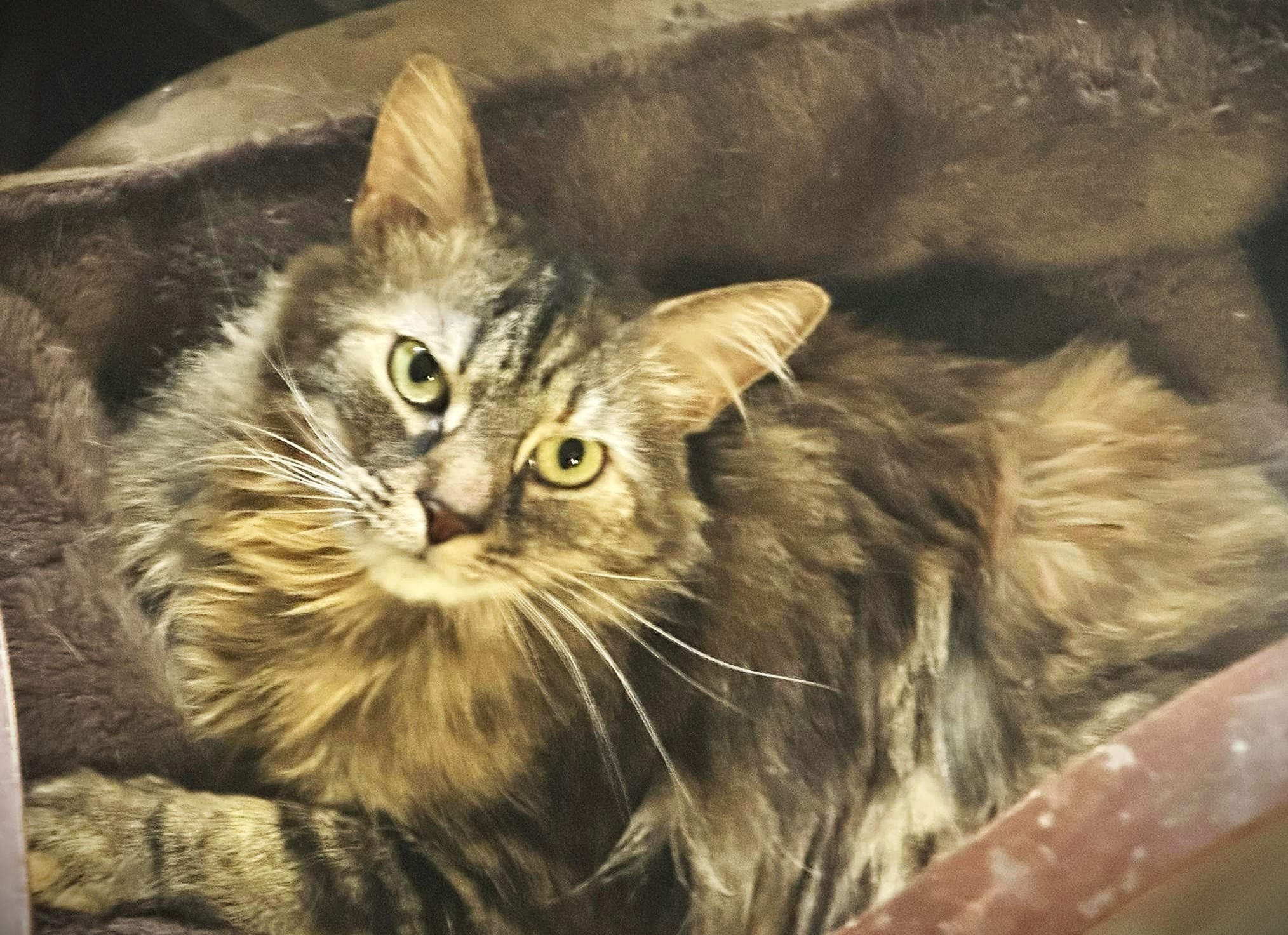 Bella and Lina, Adoptable, Adult Female Domestic Short Hair.