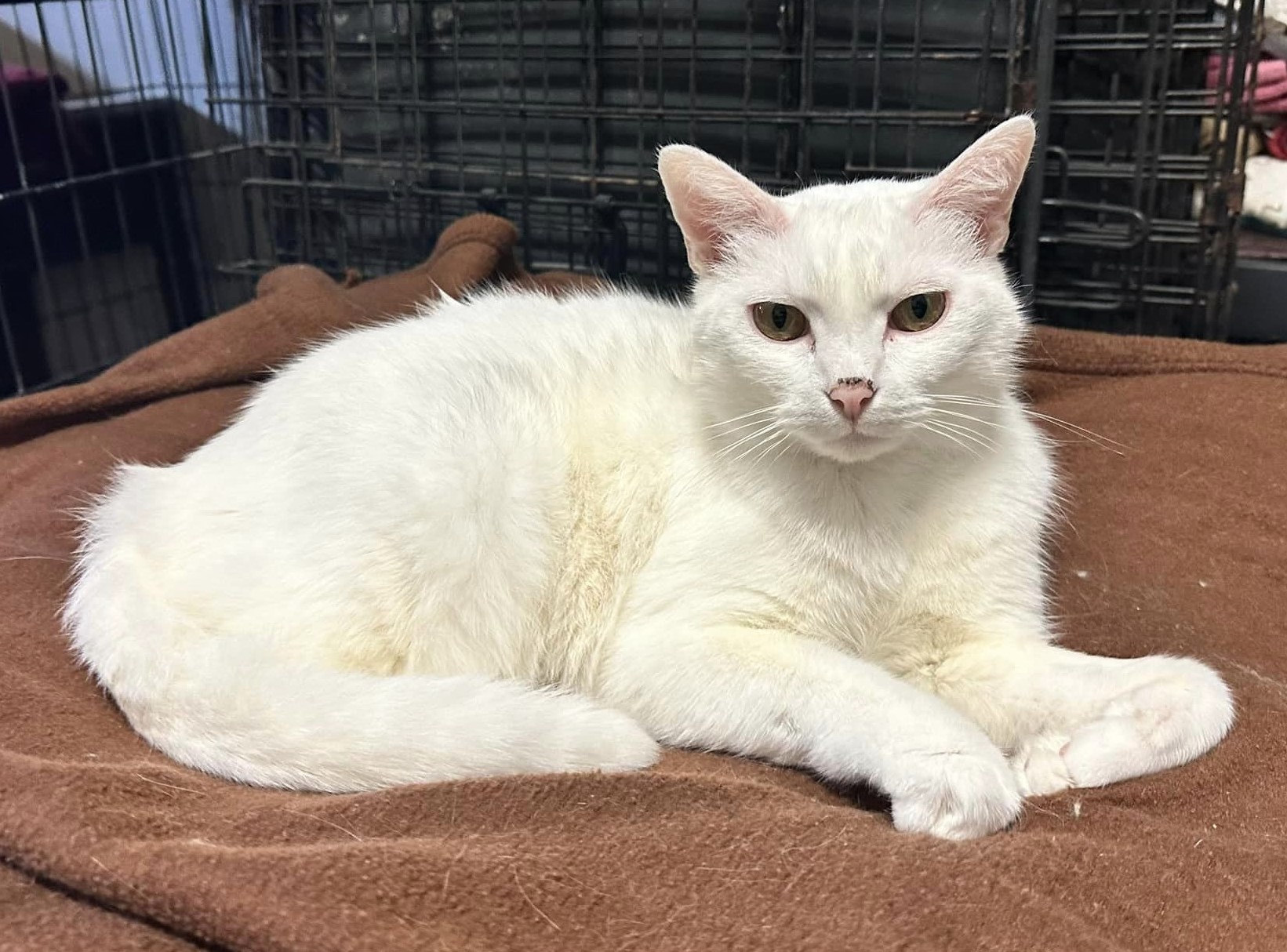 Bella and Lina, a Adoptable Domestic Short Hair in Leonardtown, MD image 2/2