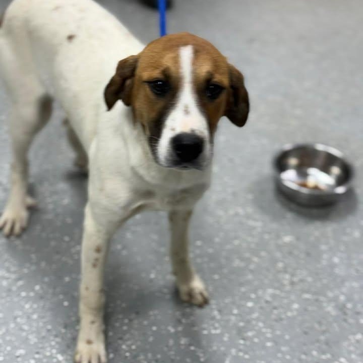 Enlarge Odessa, a ADOPTABLE mixed breed in Bardstown, KY image 4/5