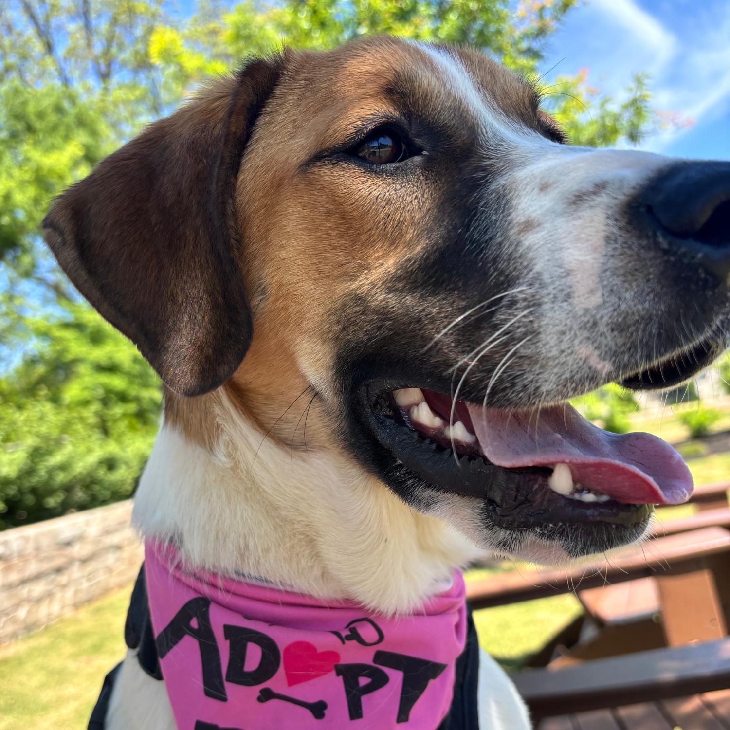 Odessa, a ADOPTABLE mixed breed in Bardstown, KY image 3/6