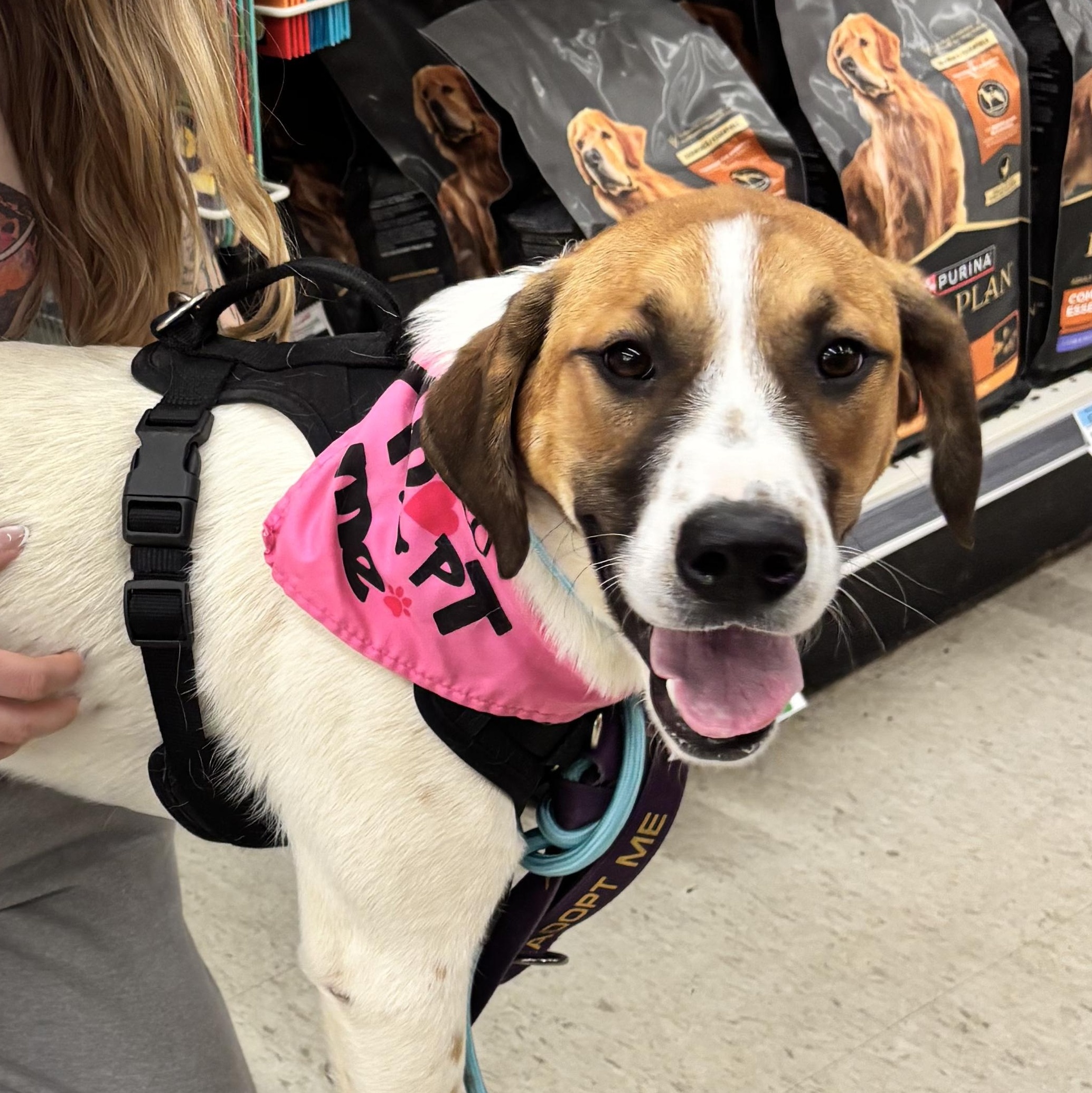 Odessa, a ADOPTABLE mixed breed in Bardstown, KY image 4/6