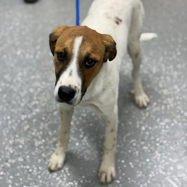 Enlarge Odessa, a ADOPTABLE mixed breed in Bardstown, KY image 3/5