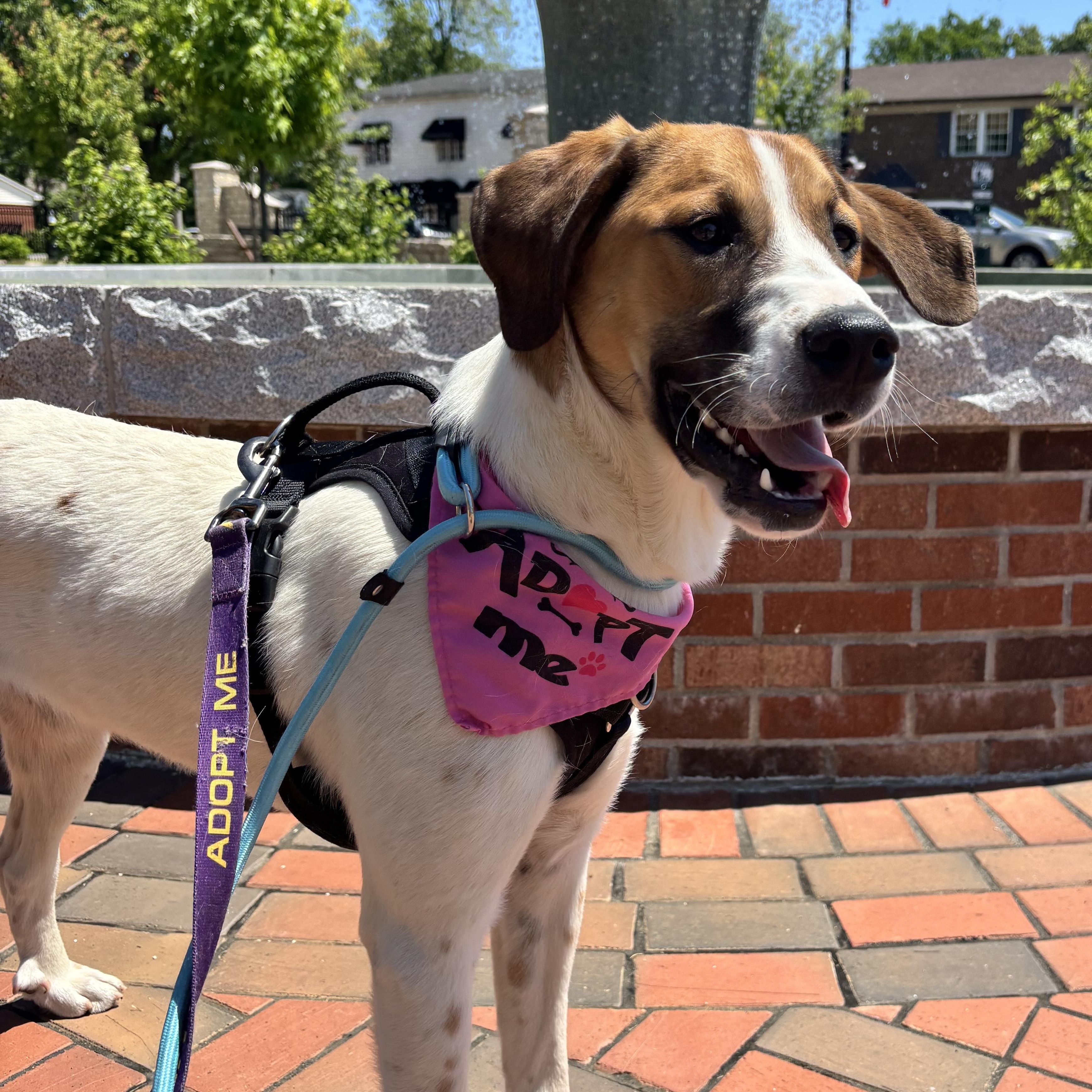 Odessa, ADOPTABLE, Puppy Female Mountain Cur & Great Pyrenees.
