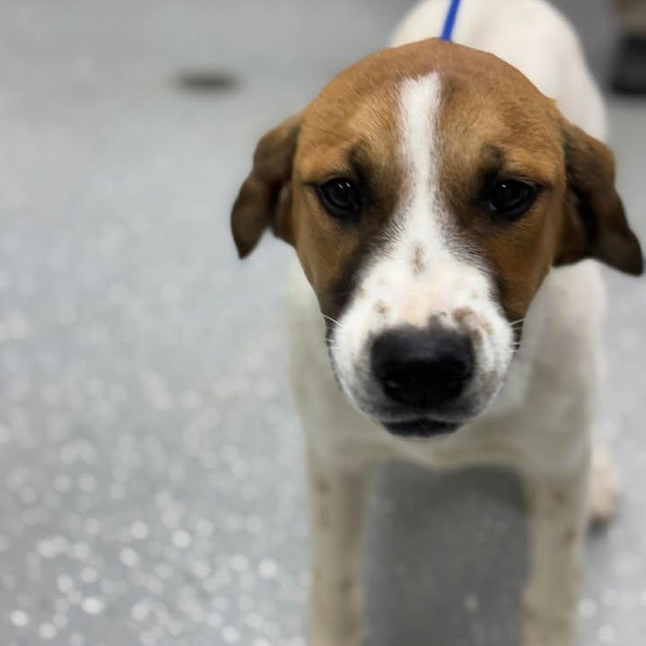 Enlarge Odessa, a ADOPTABLE mixed breed in Bardstown, KY image 5/5