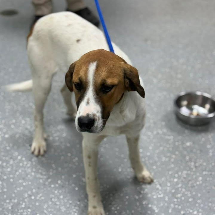 Enlarge Odessa, a ADOPTABLE mixed breed in Bardstown, KY image 2/5