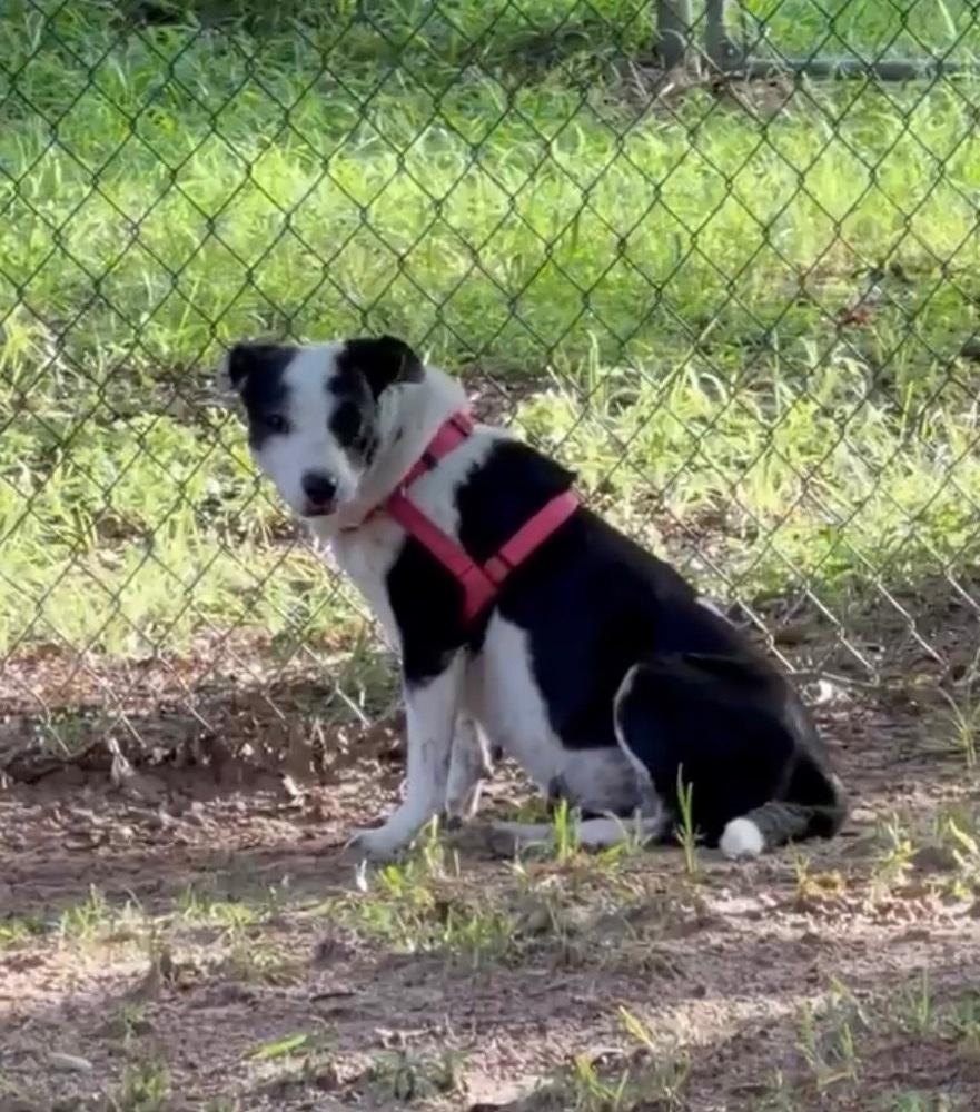 Betty Boop, Adoptable, Adult Female Mixed Breed.