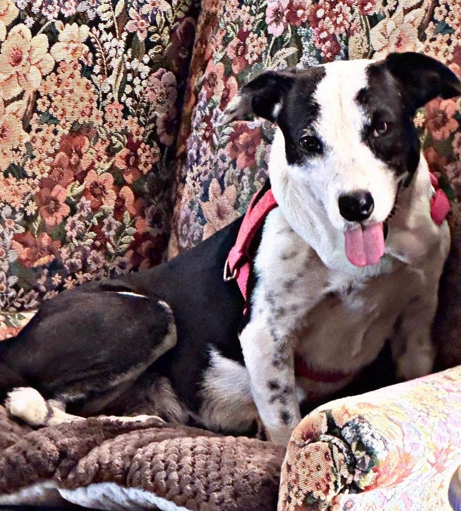 Enlarge Betty Boop, a Adoptable Mixed Breed in Brookshire, TX image 2/3