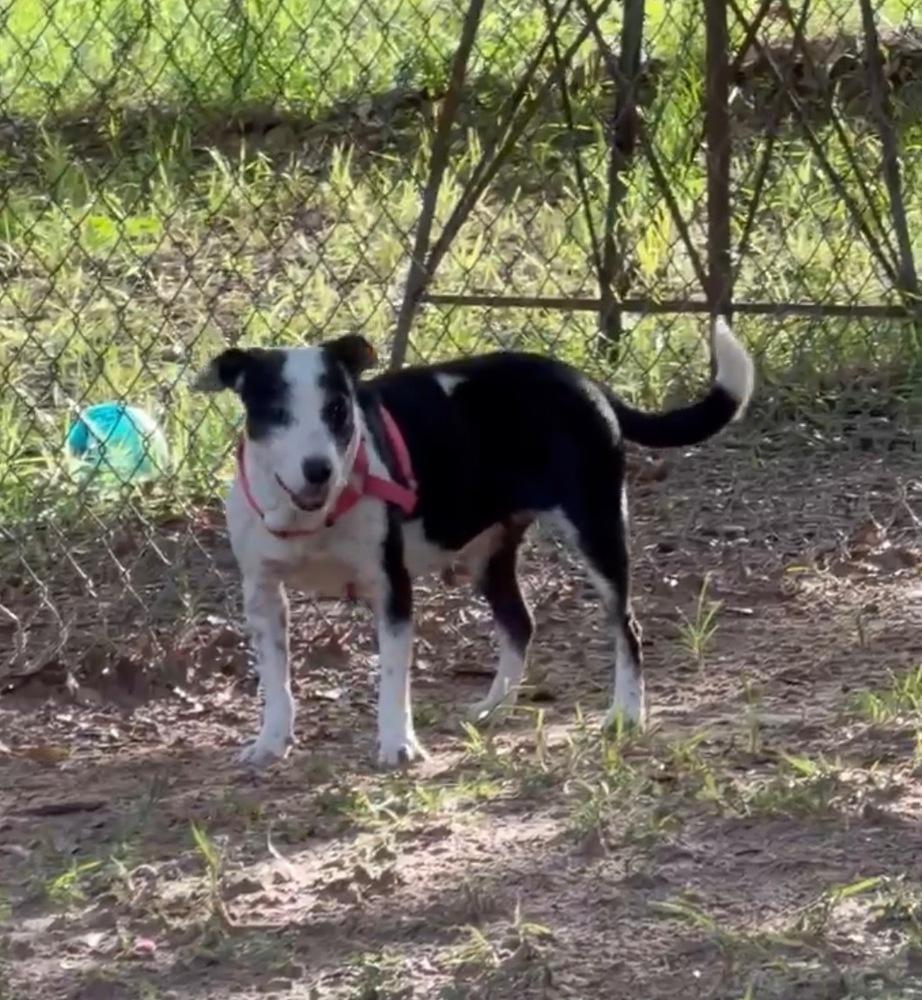 Enlarge Betty Boop, a Adoptable Mixed Breed in Brookshire, TX image 3/3
