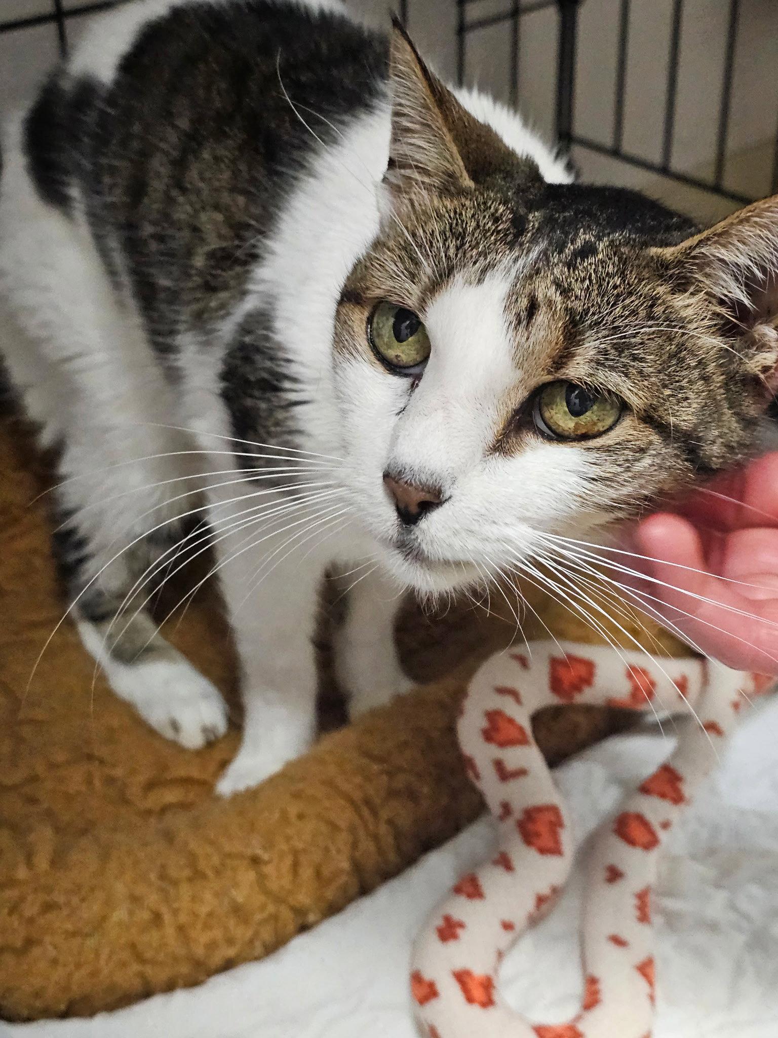 Enlarge Roadhouse, a Adoptable Domestic Short Hair in Satellite Beach, FL image 1/1