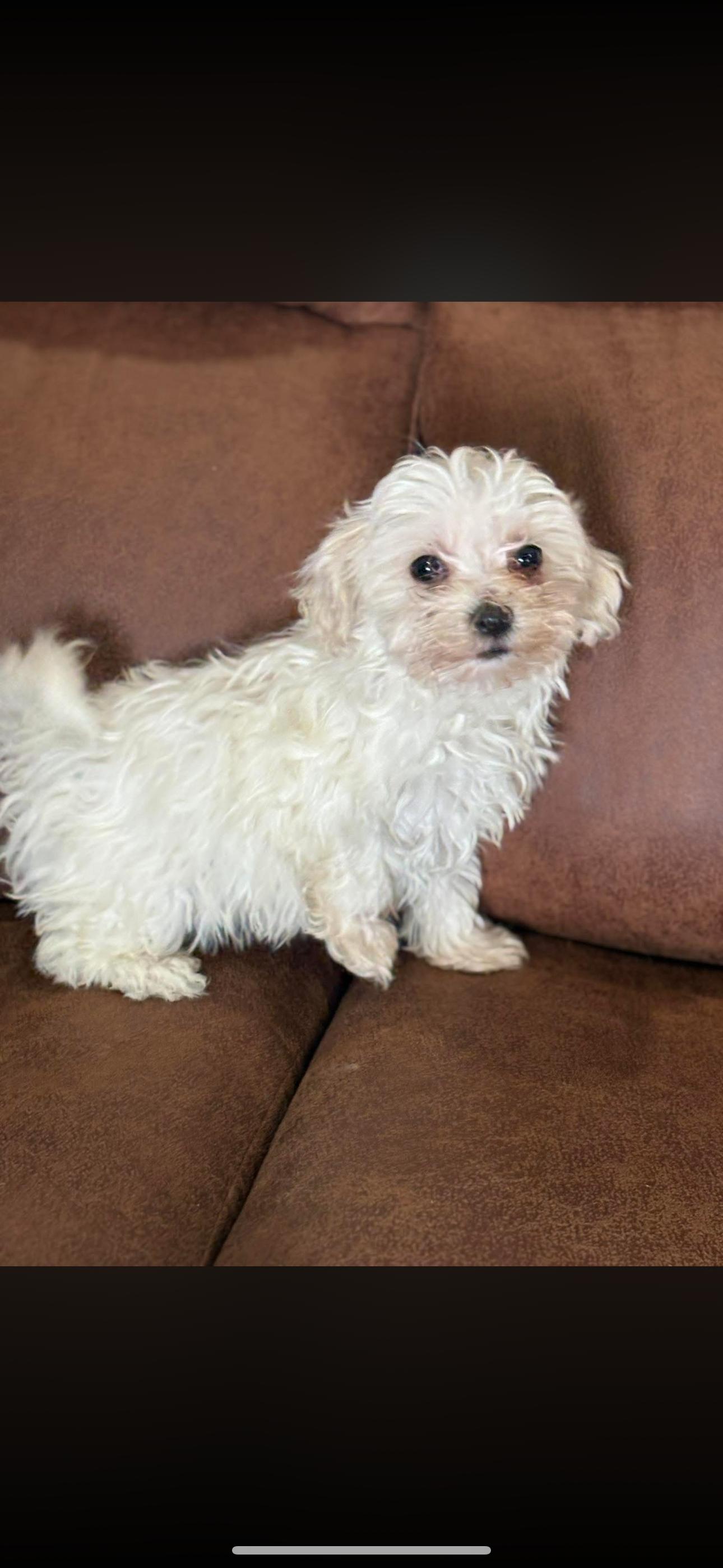 Enlarge Benny, an adopted Maltese in Peebles, OH image 1/1