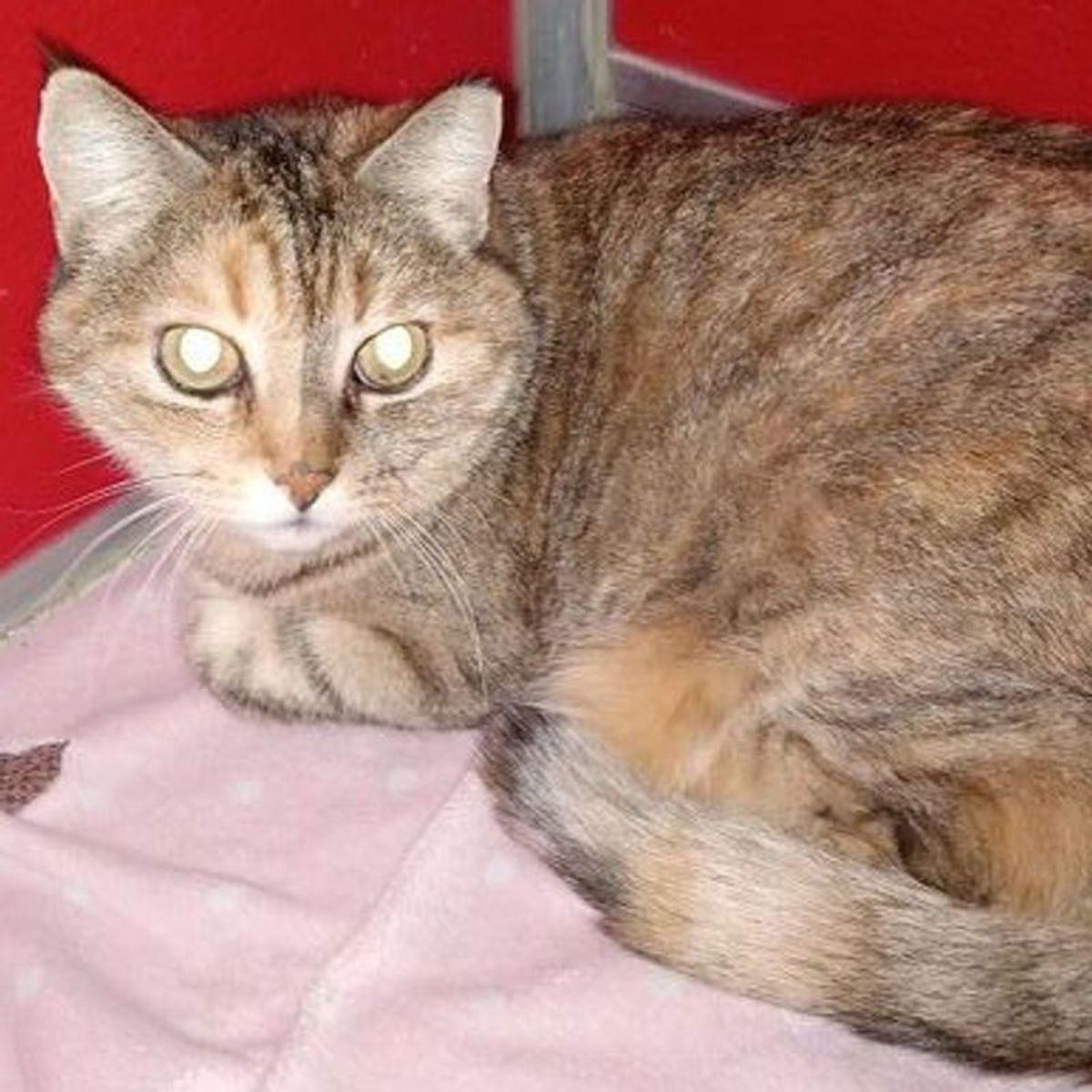 Enlarge Bambi, a Adoptable Domestic Short Hair in Lake Havasu City, AZ image 1/1