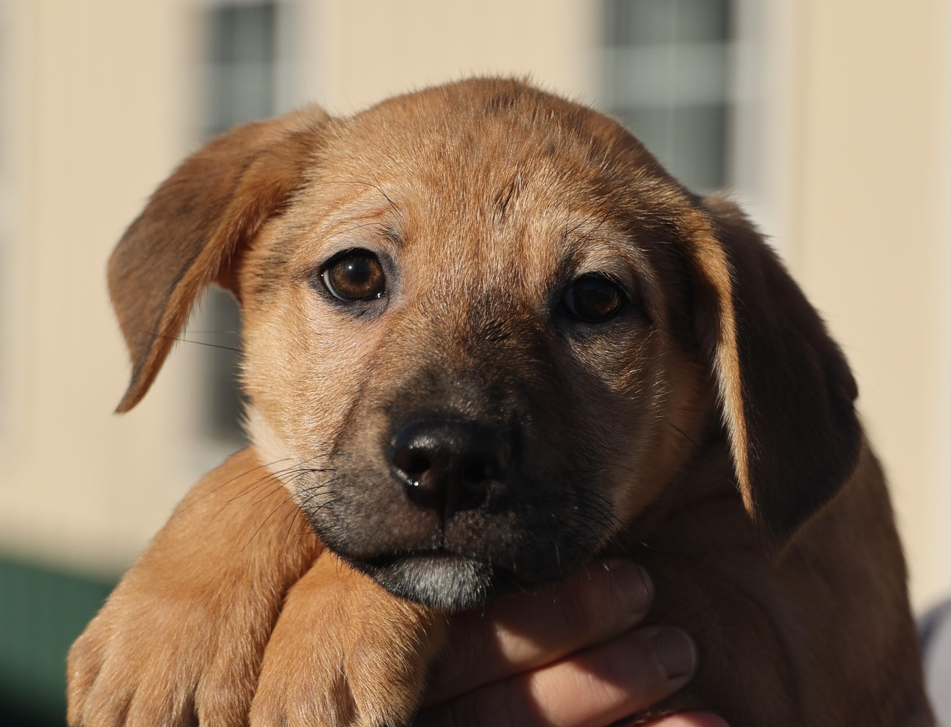 Charlie-Available! www.lhar.dog to apply! , adoptable, Puppy Male Shepherd.