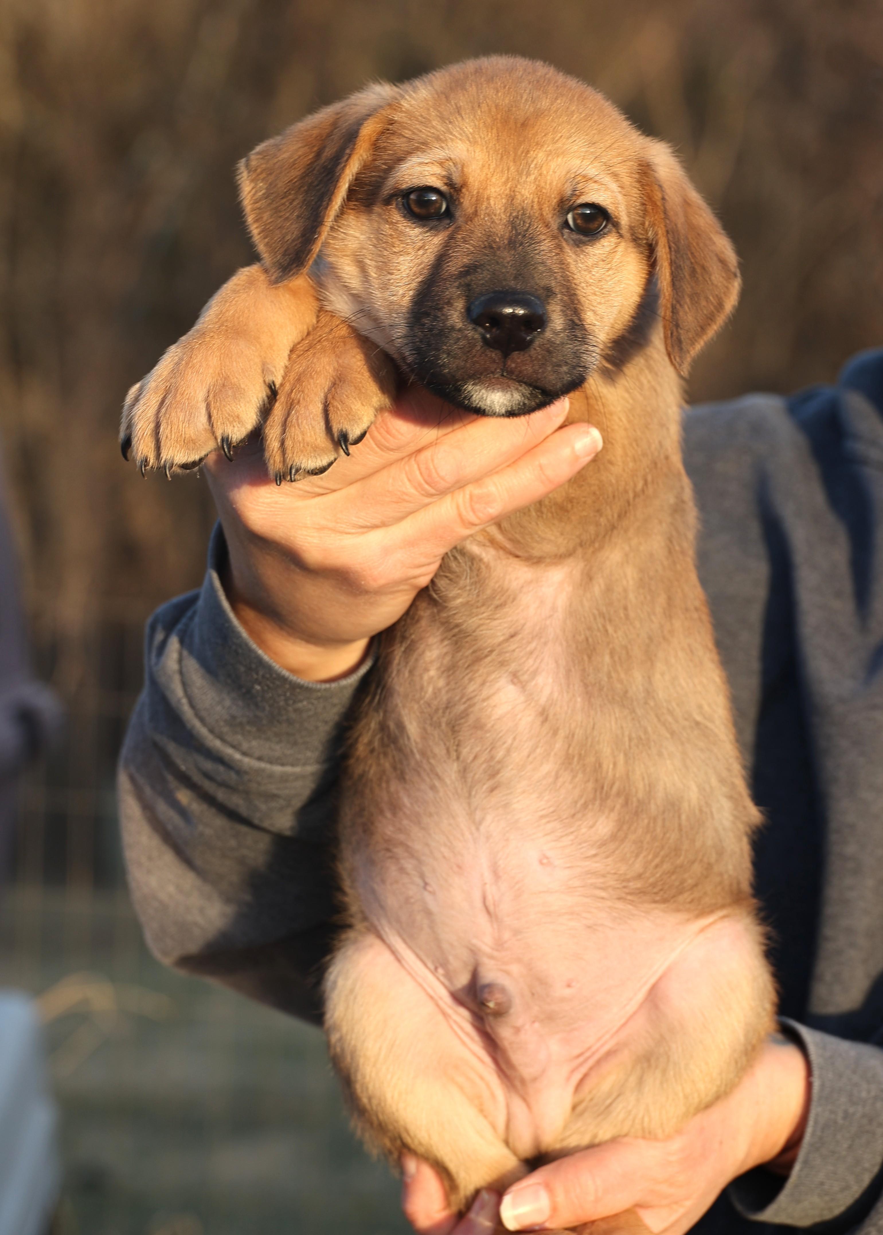 Enlarge Charlie-Available! www.lhar.dog to apply! , an adoptable mixed breed in Frederick, MD image 5/6