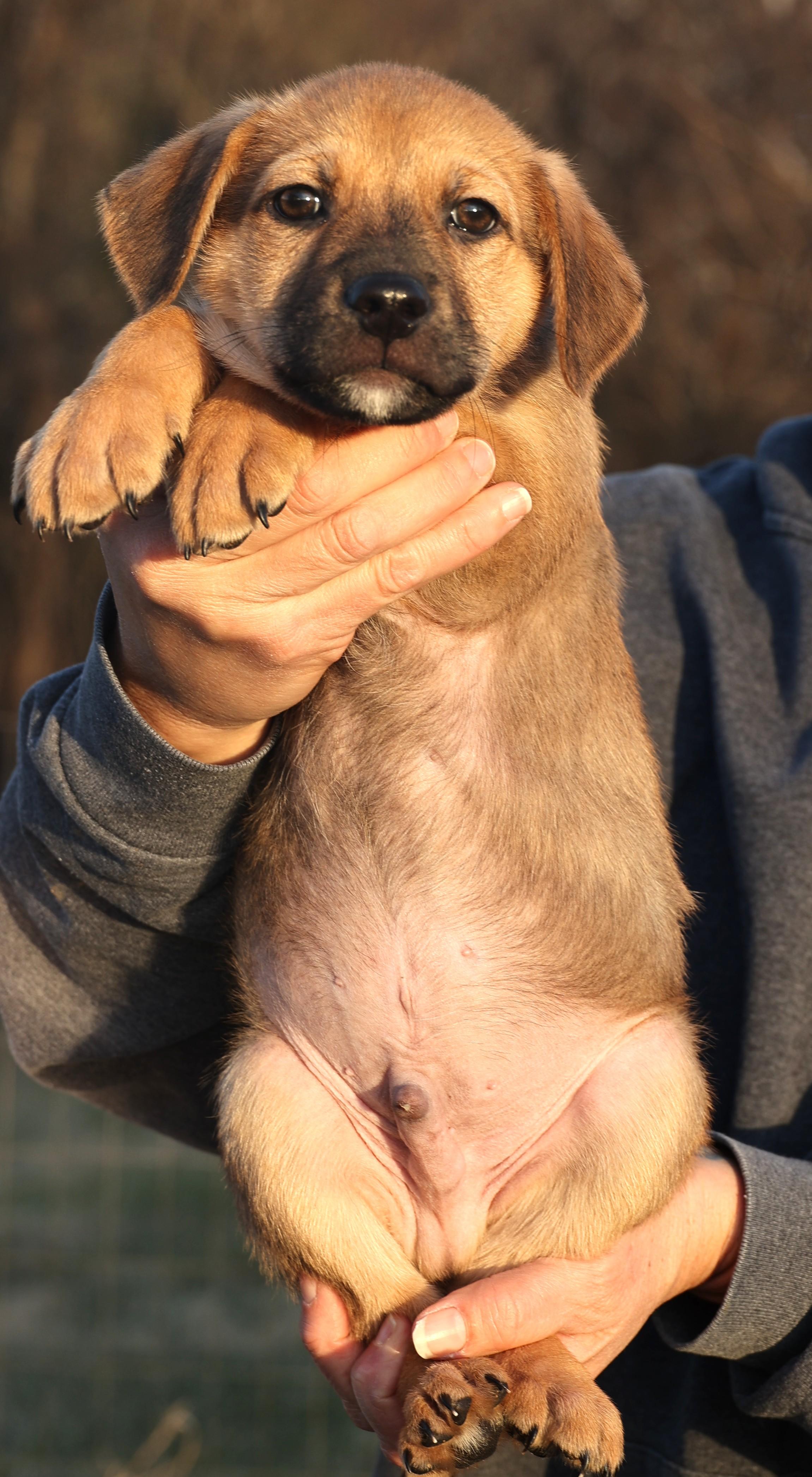 Enlarge Charlie-Available! www.lhar.dog to apply! , an adoptable mixed breed in Frederick, MD image 4/6