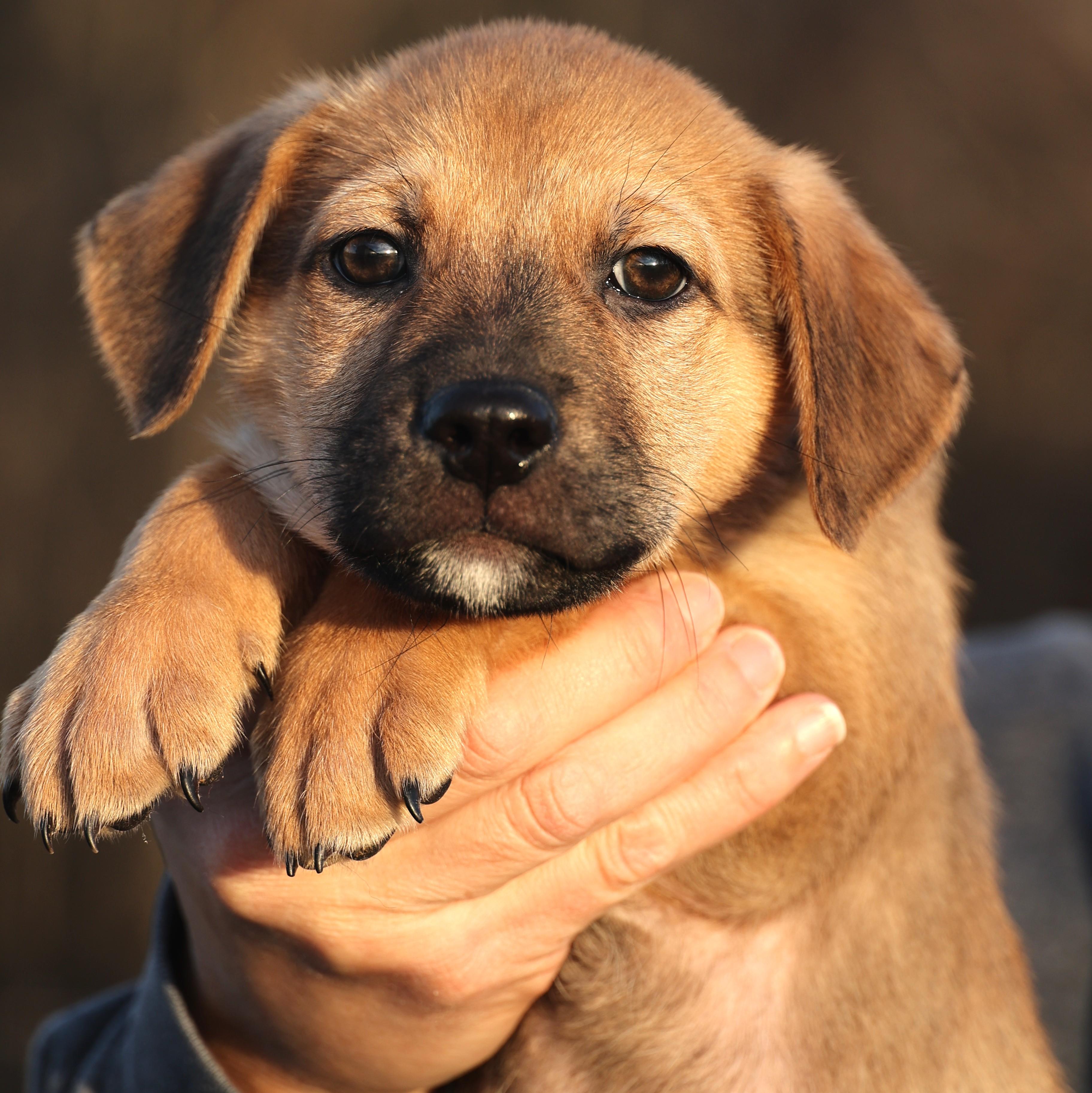 Charlie-Available! www.lhar.dog to apply! , adoptable, Puppy Male Shepherd.