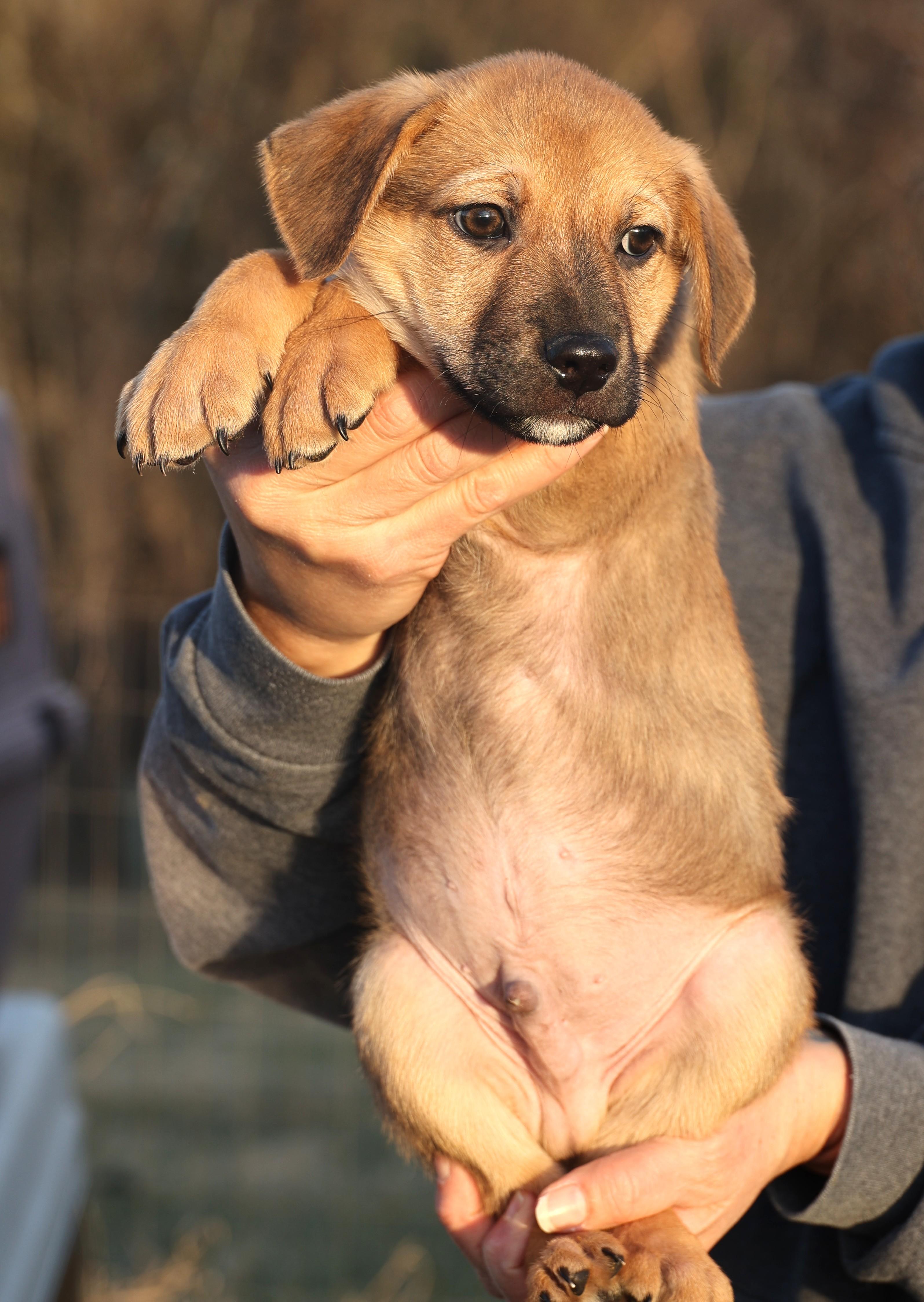 Enlarge Charlie-Available! www.lhar.dog to apply! , an adoptable mixed breed in Frederick, MD image 3/6