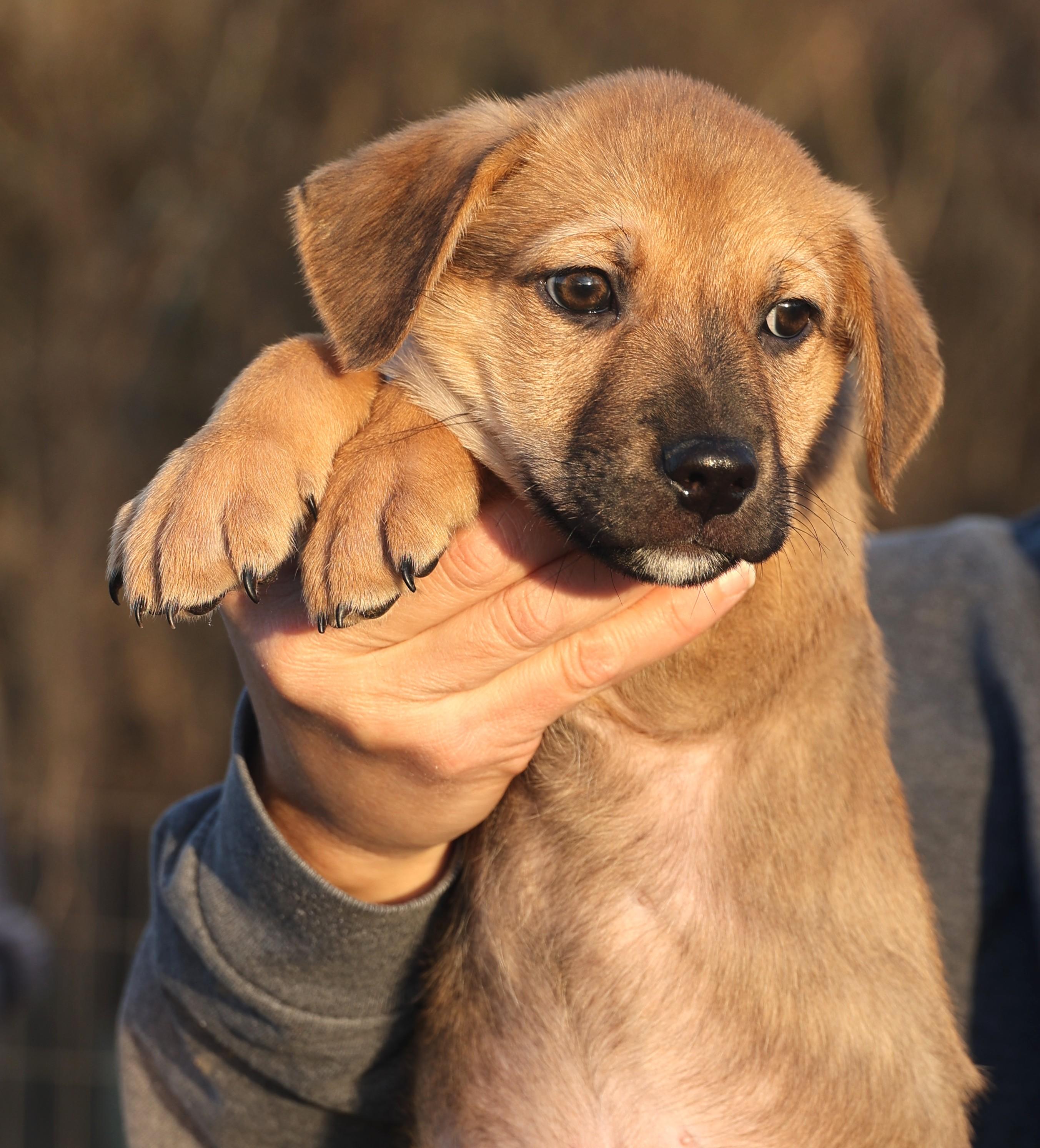 Enlarge Charlie-Available! www.lhar.dog to apply! , an adoptable mixed breed in Frederick, MD image 2/6