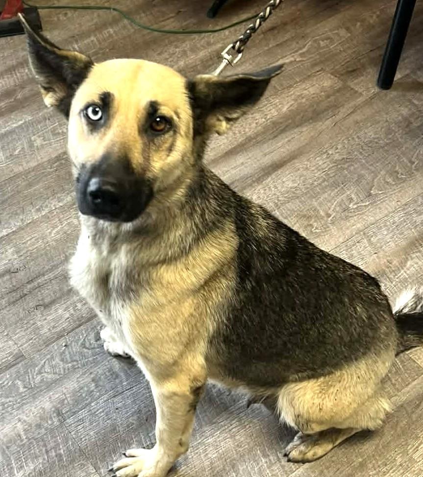 Enlarge Charlie-Available! www.lhar.dog to apply! , an adoptable mixed breed in Frederick, MD image 6/6