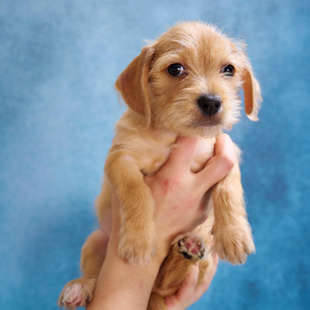 Chastity, Adoptable, Puppy Female Terrier & Mixed Breed.