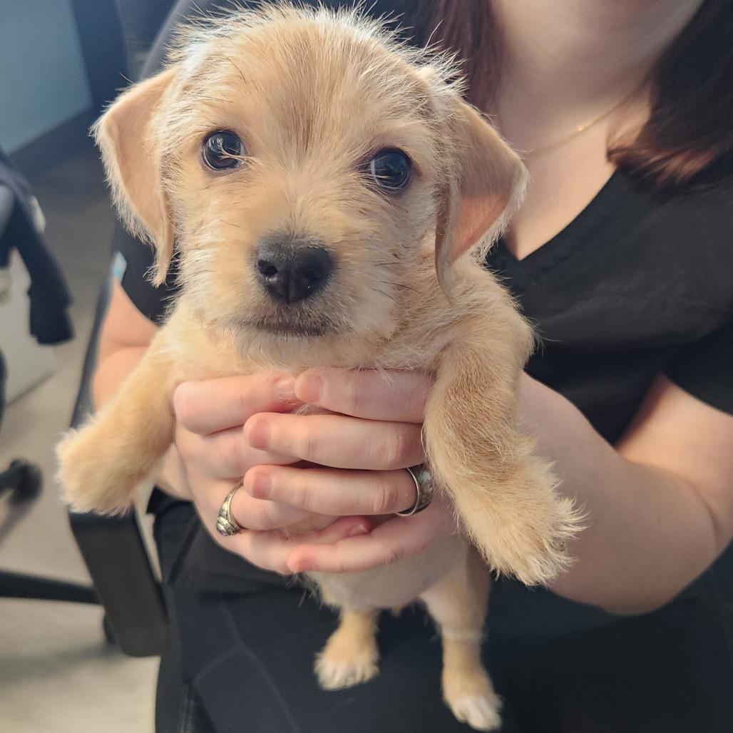 Enlarge Chastity, a Adoptable mixed breed in Chaska, MN image 2/6