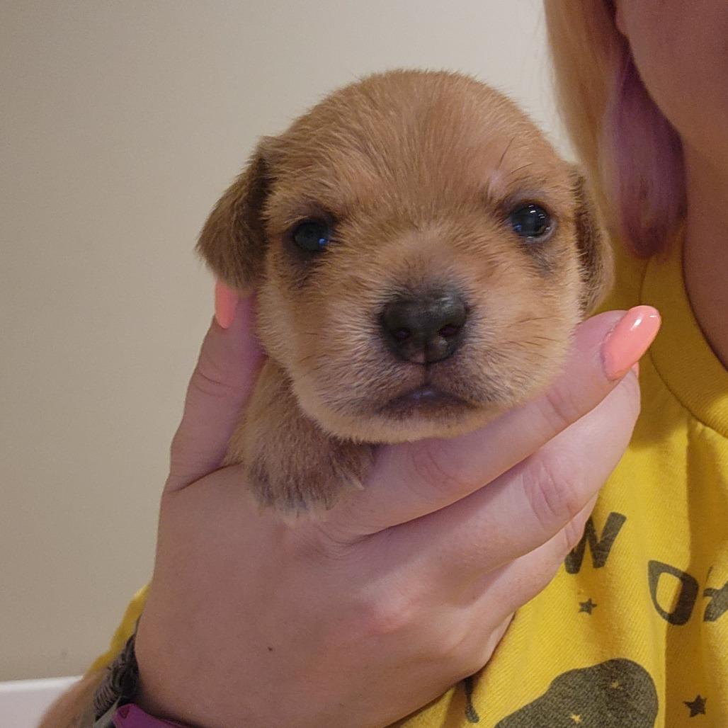 Enlarge Chastity, a Adoptable mixed breed in Chaska, MN image 3/6