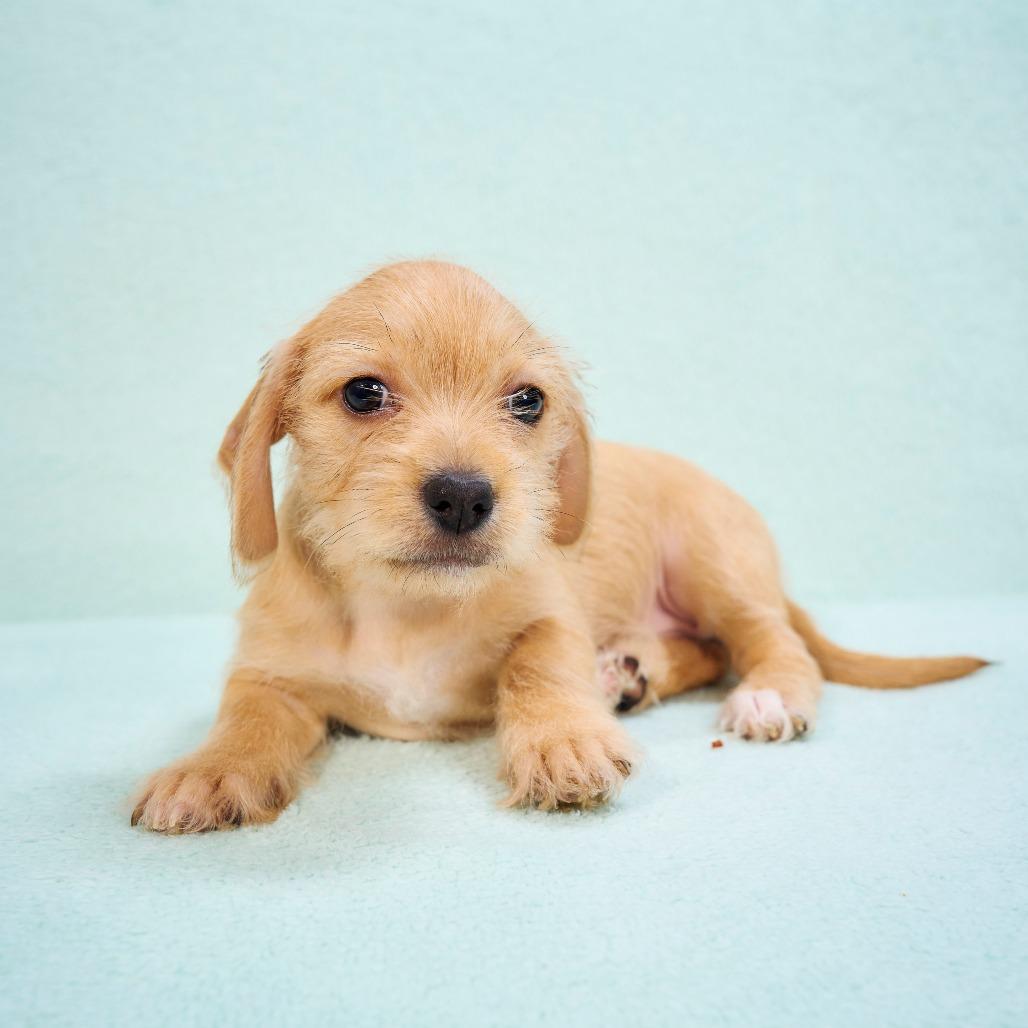 Enlarge Chastity, a Adoptable mixed breed in Chaska, MN image 5/6