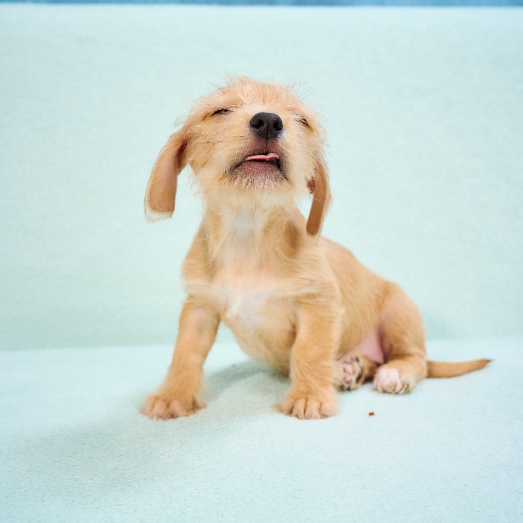 Enlarge Chastity, a Adoptable mixed breed in Chaska, MN image 6/6