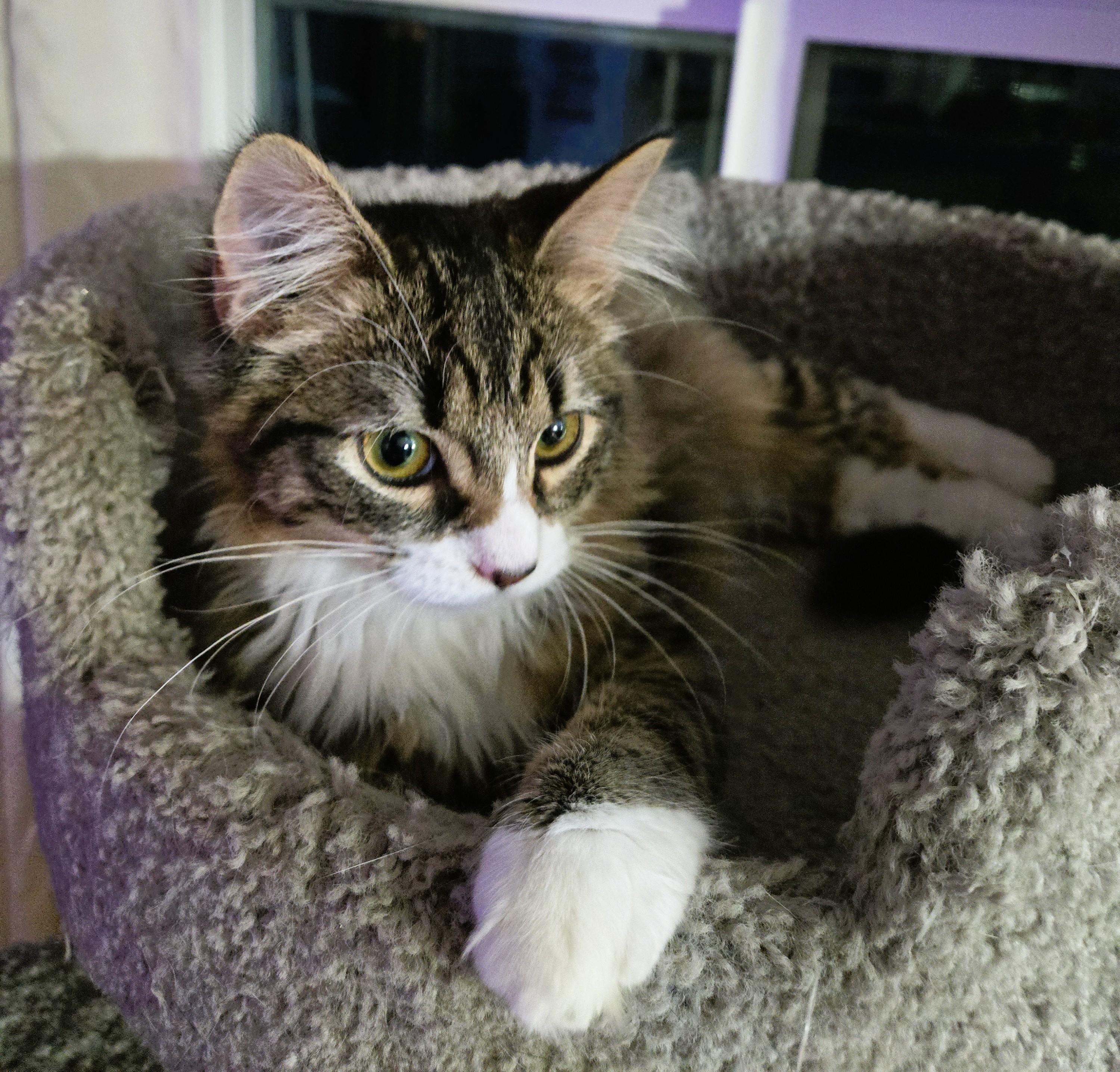 TANSY-(kj), ADOPTABLE, Young Female Domestic Medium Hair & Maine Coon.