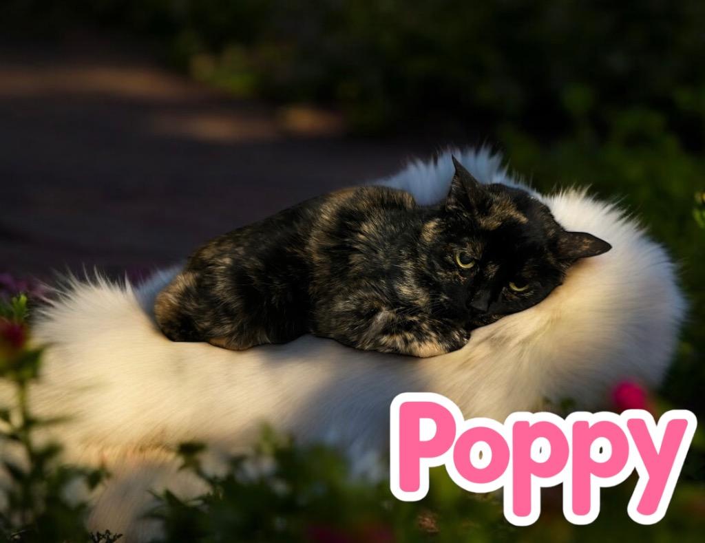 Enlarge Poppy, a Adoptable mixed breed in Jim Thorpe, PA image 2/5