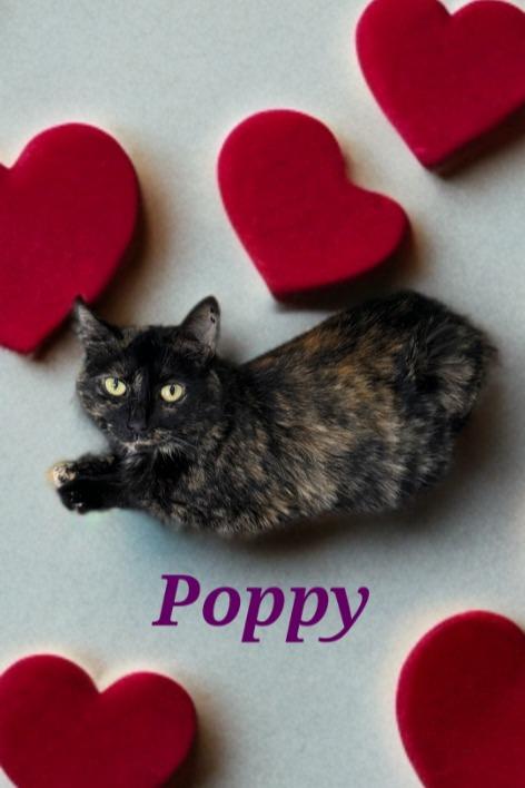Enlarge Poppy, a Adoptable mixed breed in Jim Thorpe, PA image 5/5