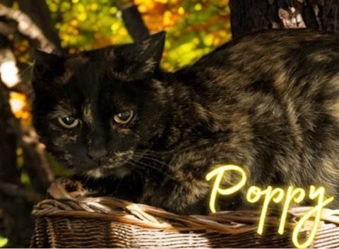 Enlarge Poppy, a Adoptable mixed breed in Jim Thorpe, PA image 4/5