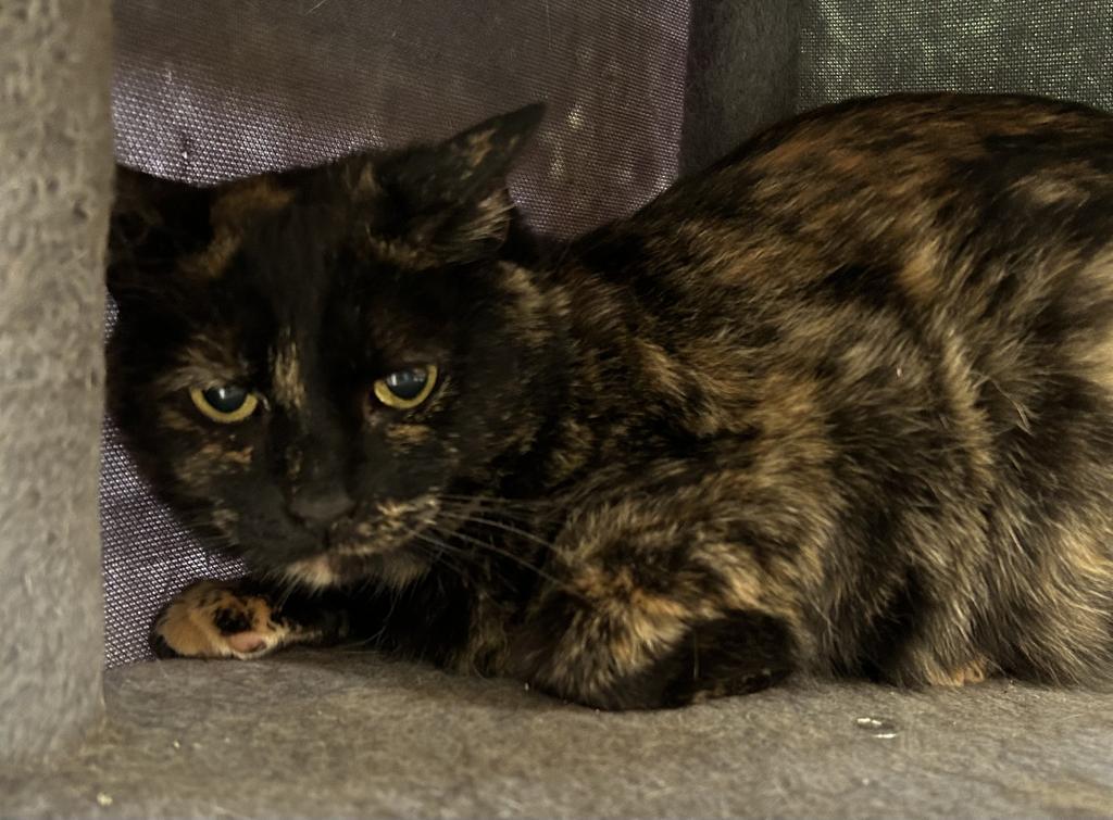 Enlarge Poppy, a Adoptable mixed breed in Jim Thorpe, PA image 5/5