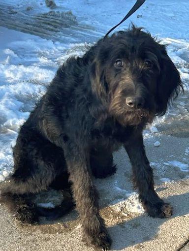 CRICKET (ohio, ADOPTABLE, Young Female Labradoodle.