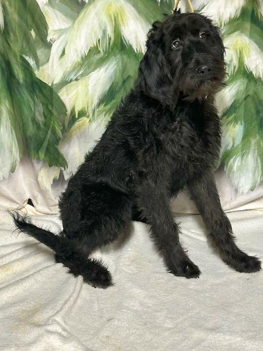 Cricket Ohio thumbnail 3