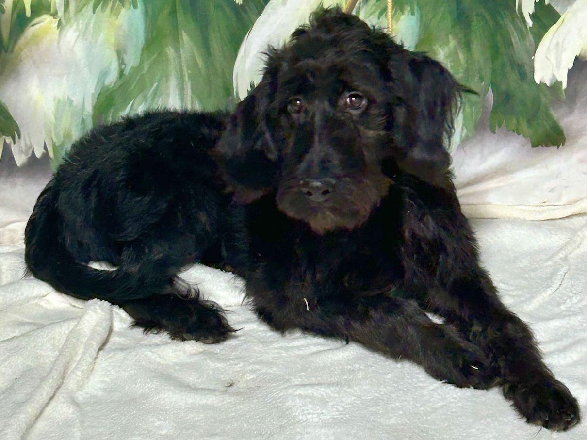 Cricket Ohio thumbnail 4