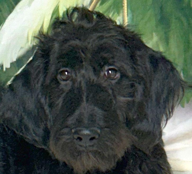 Cricket Ohio thumbnail 5