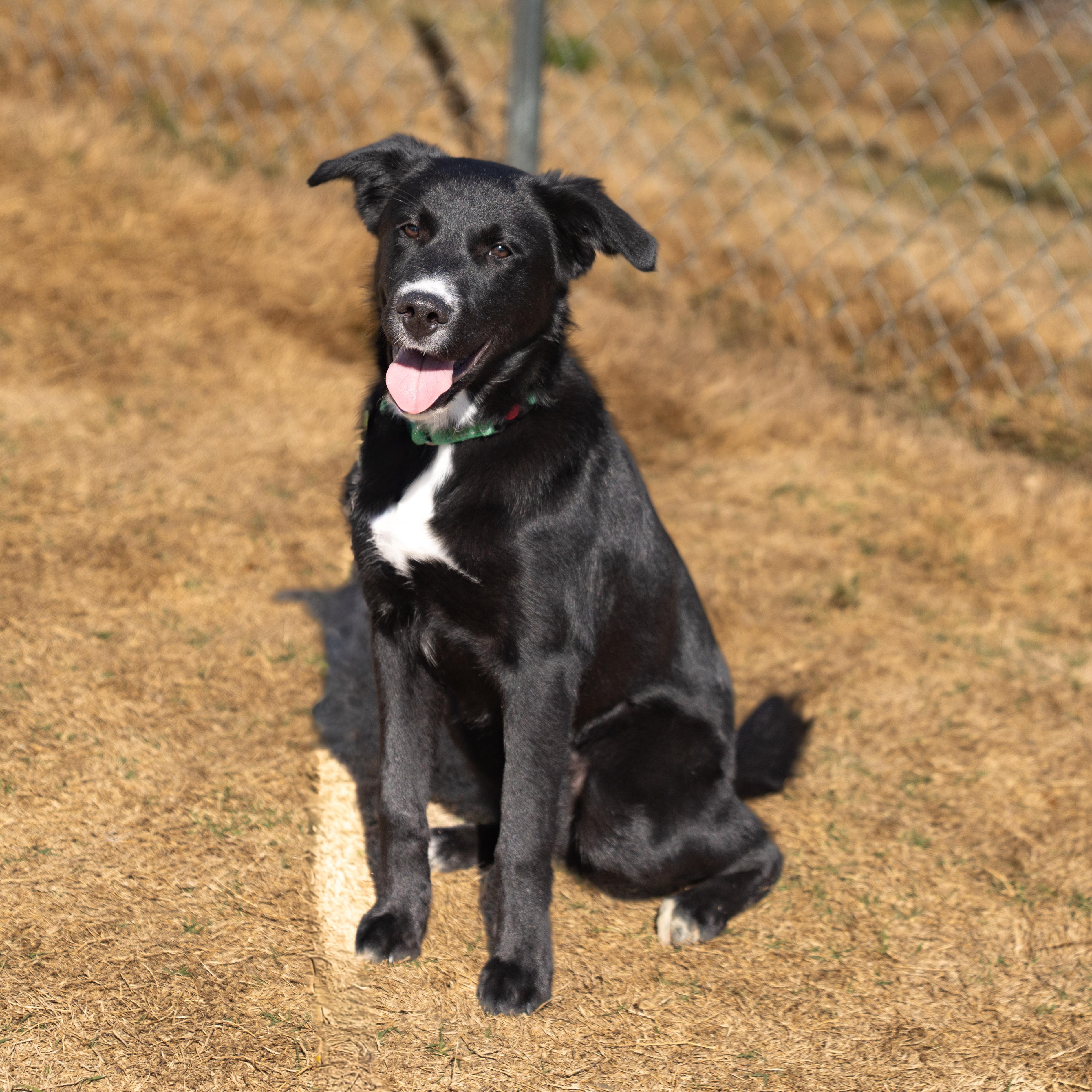 Joust, a Adoptable mixed breed in Dripping Springs, TX image 1/2