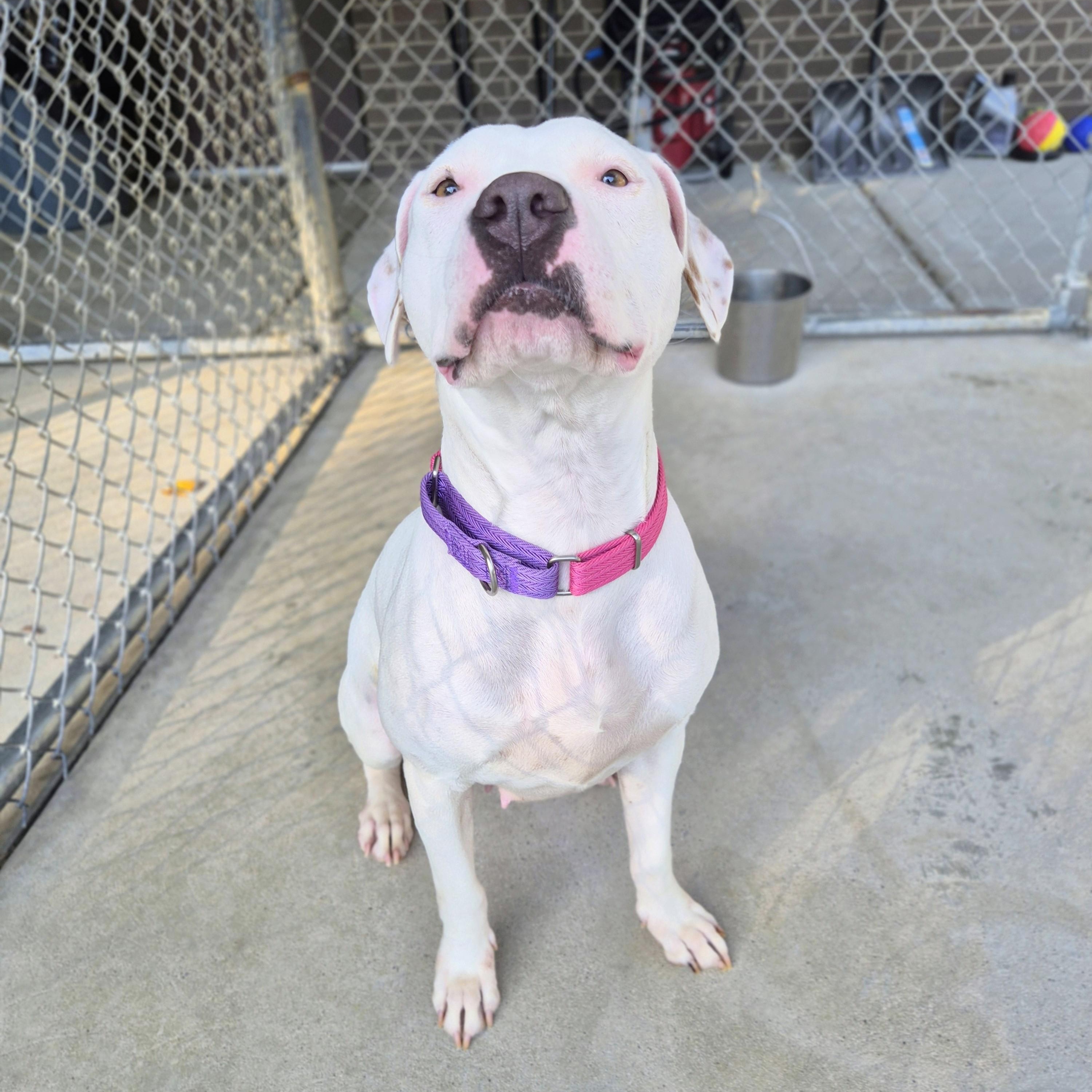 Enlarge Muffin, a Adoptable mixed breed in Cornelius, NC image 2/5