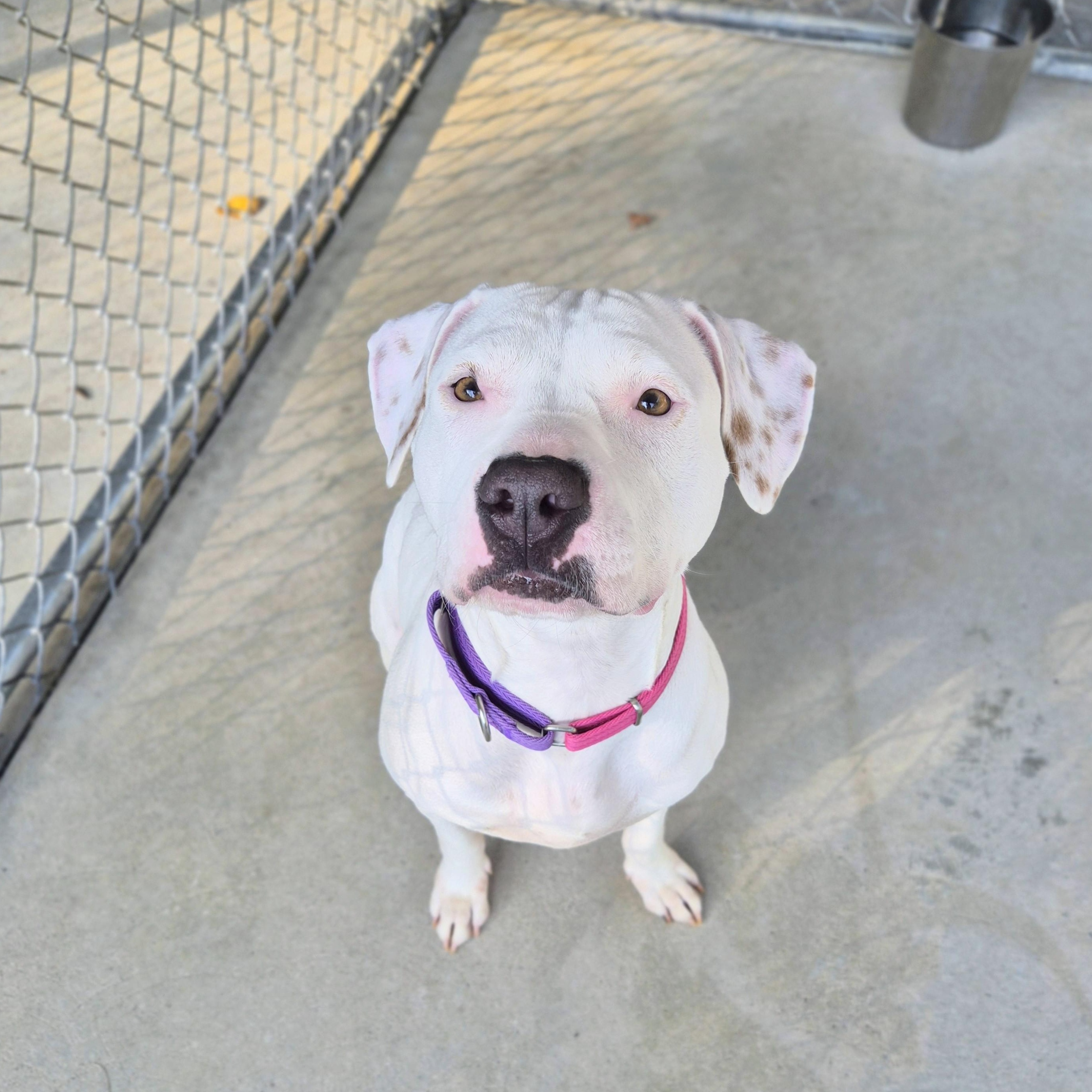 Enlarge Muffin, a Adoptable mixed breed in Cornelius, NC image 1/5