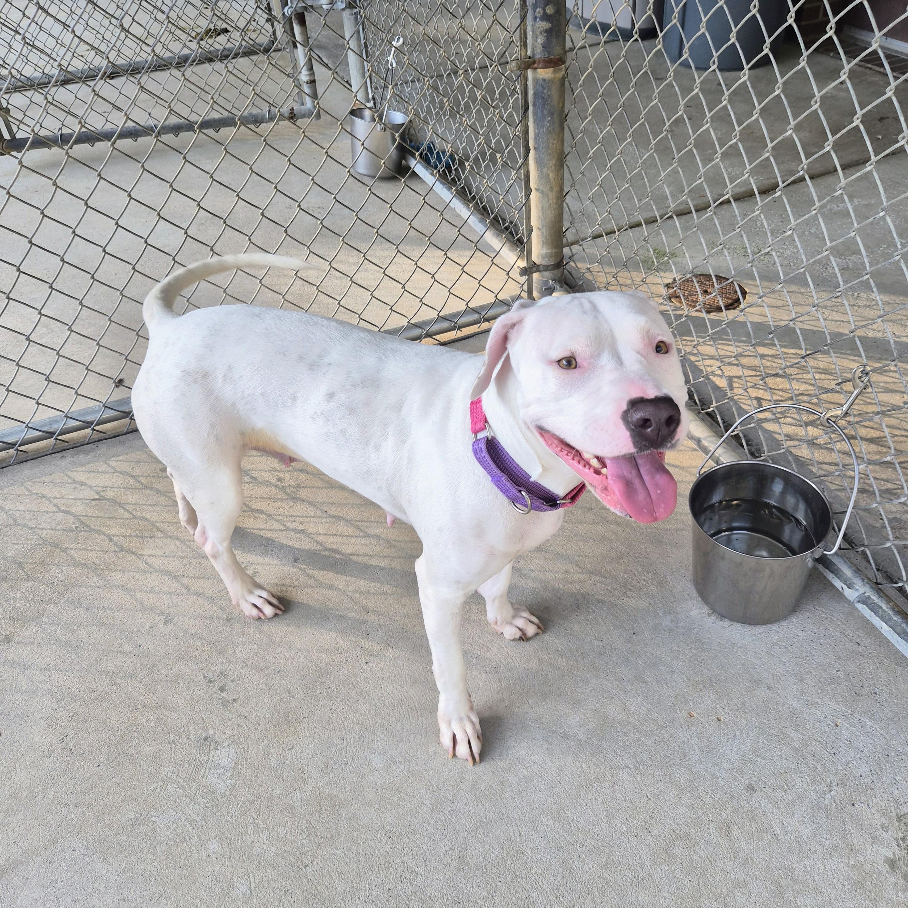 Enlarge Muffin, a Adoptable mixed breed in Cornelius, NC image 4/5