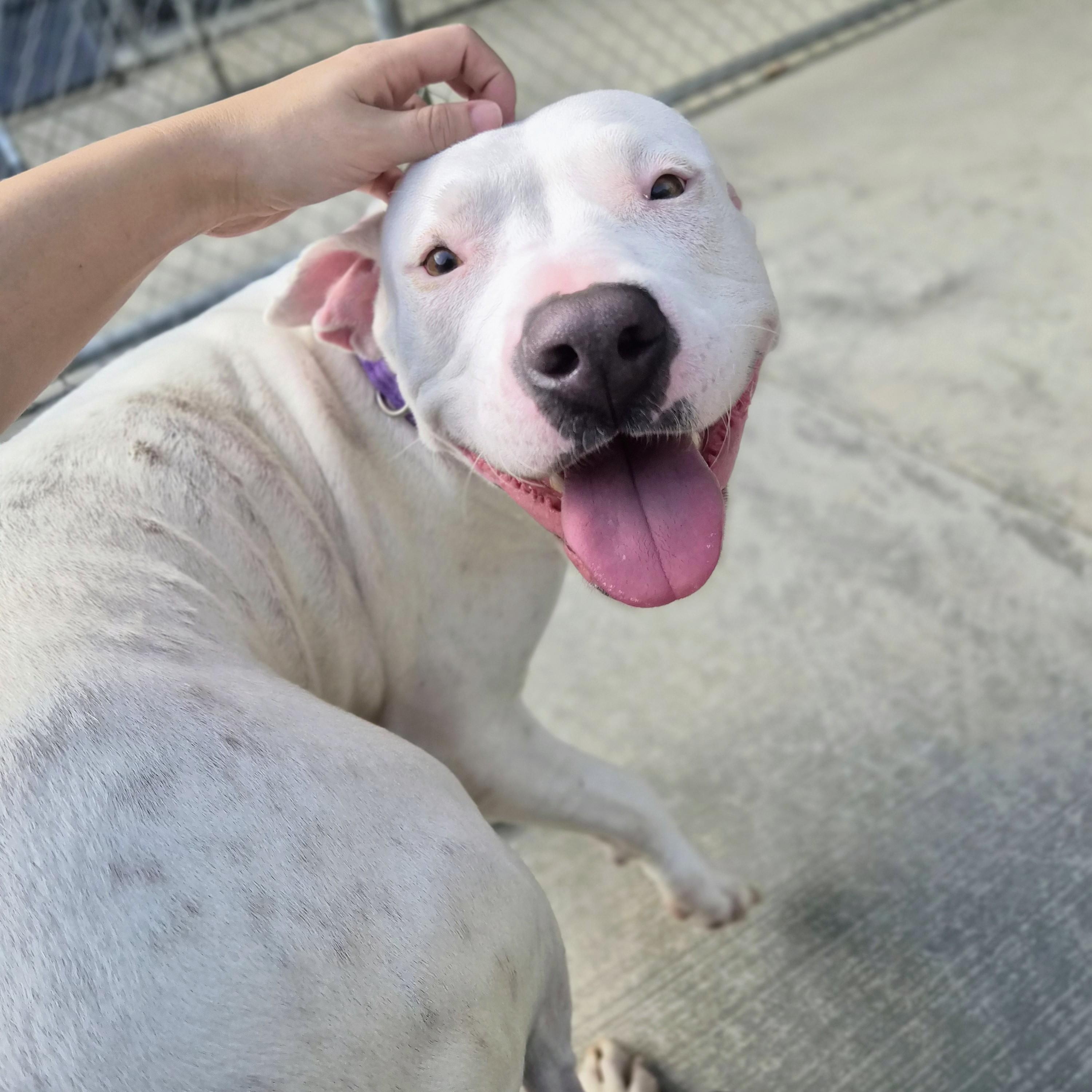 Enlarge Muffin, a Adoptable mixed breed in Cornelius, NC image 3/5