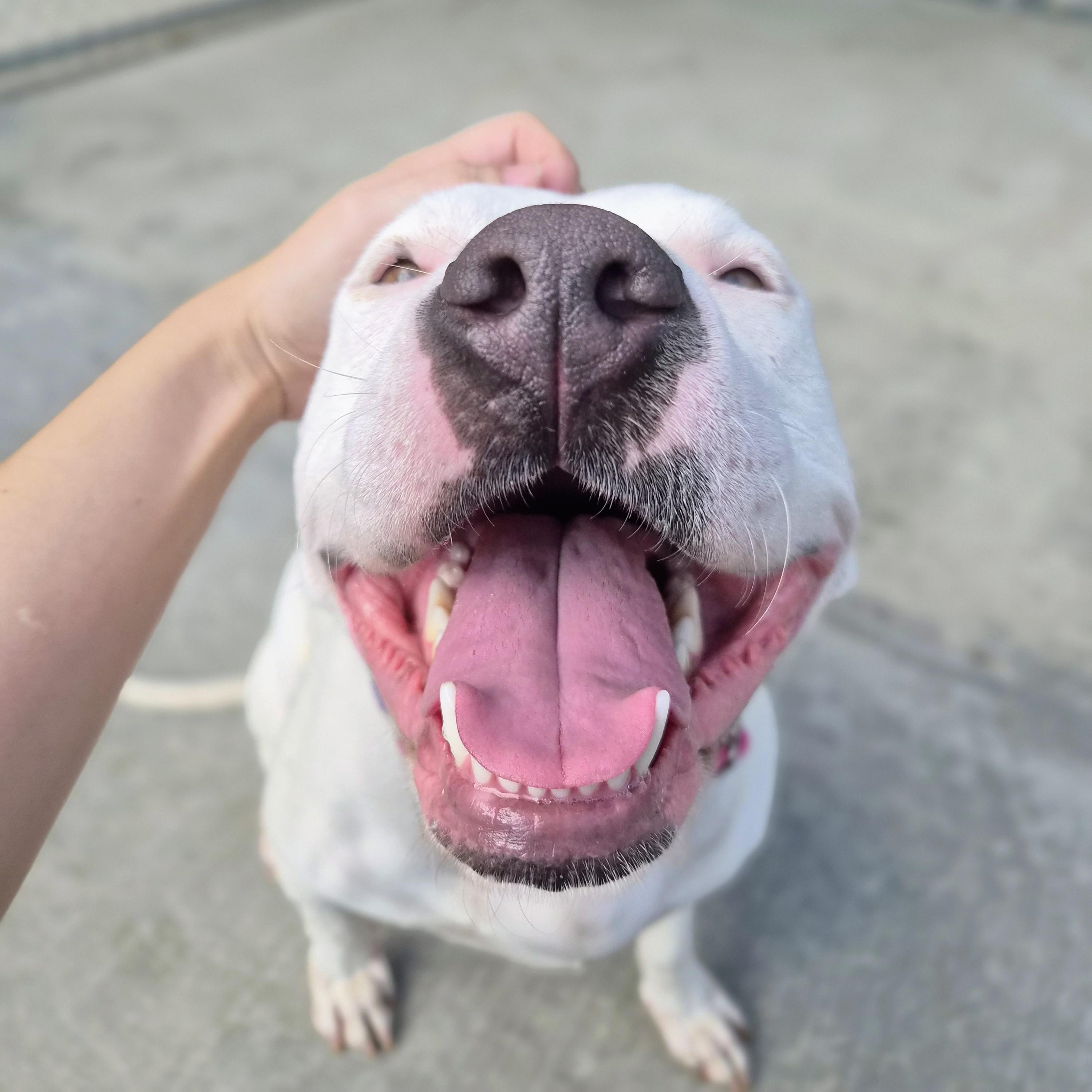 Enlarge Muffin, a Adoptable mixed breed in Cornelius, NC image 5/5
