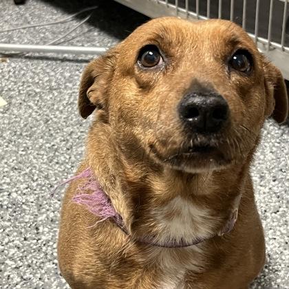 Lady, ADOPTABLE, Adult Female Mixed Breed.