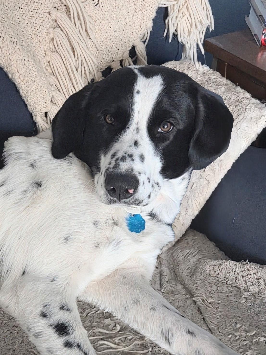 Katy - Fostered in Rhode Island