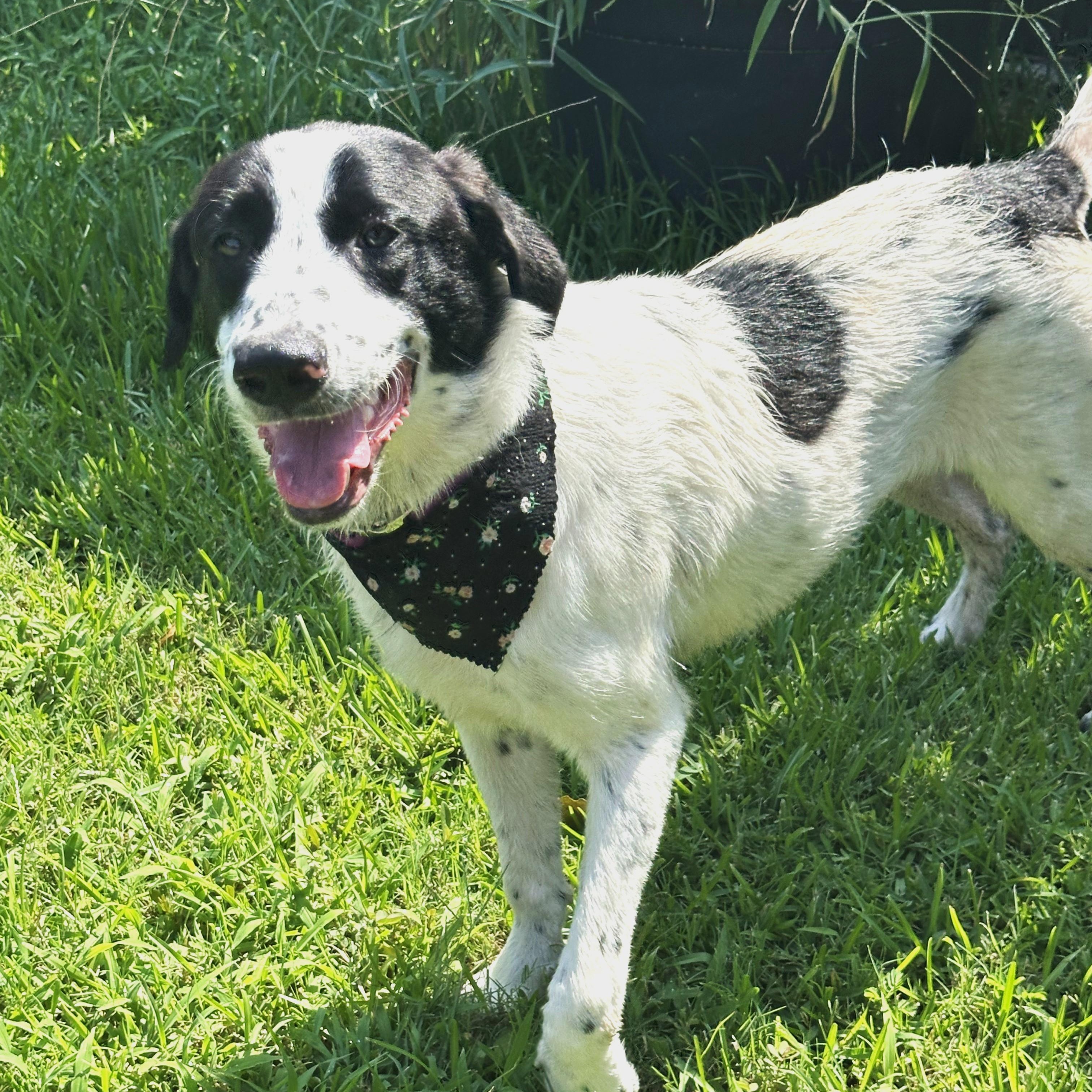 Katy - Foster Needed!!! photo 5