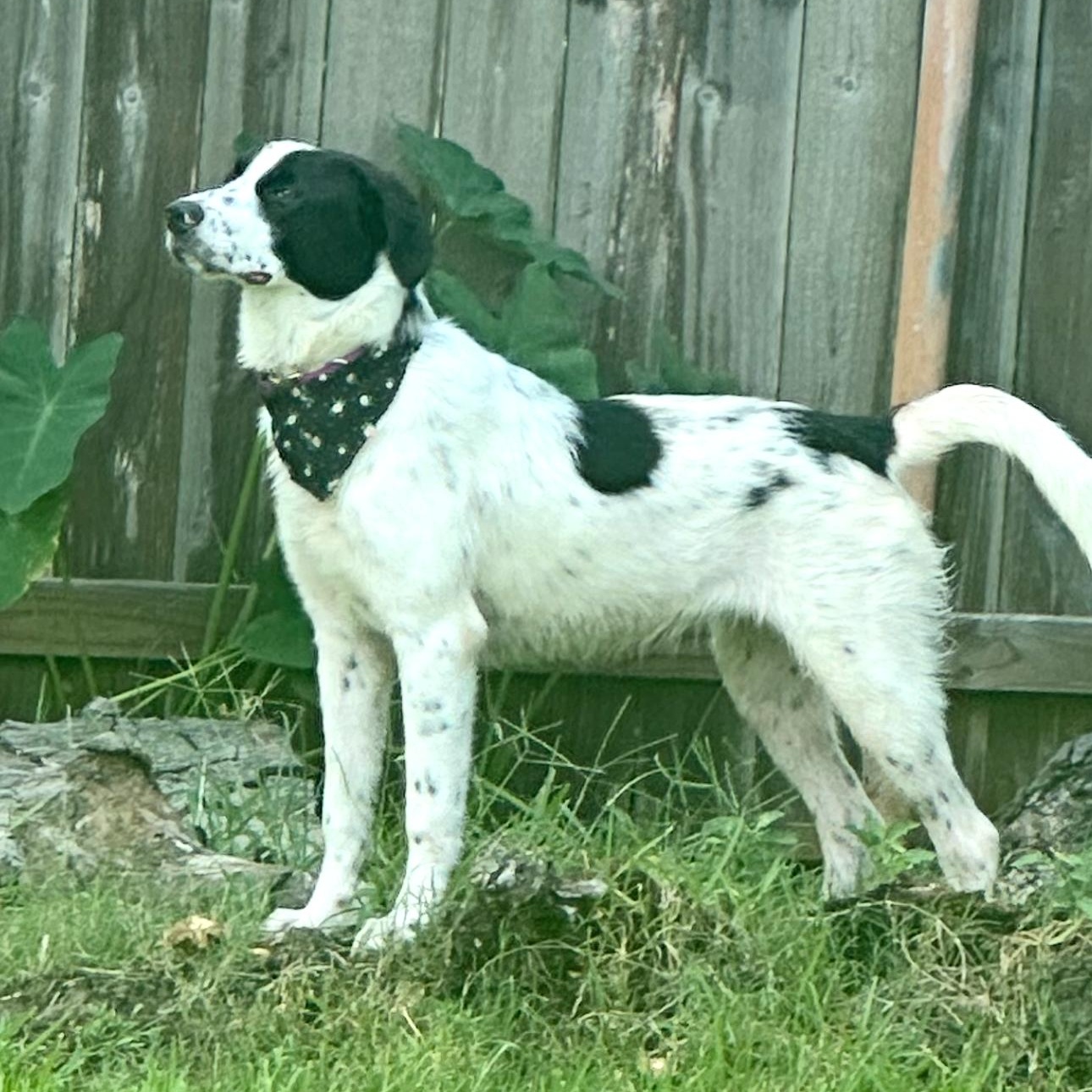 Katy - Foster Needed!!! photo 3